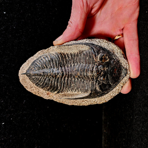 Grand trilobite hollardops - trilobite,