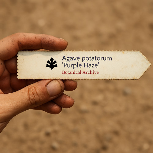 Agave potatorum purple haze - agave,