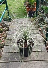 Yucca Elata circa 70 cm