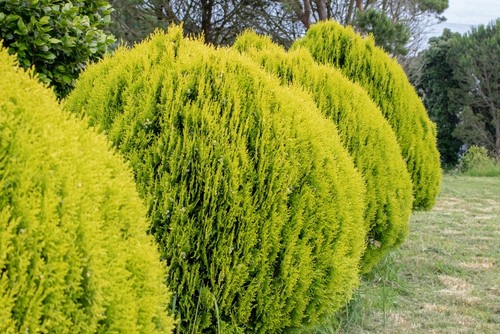Piante tuia thuja - 4,