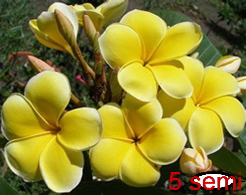 Semi plumeria mayan - di,