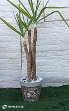 JUCCA ELEFANTINA