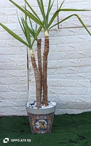 Jucca elefantina - jucca,