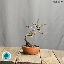 Bonsai Chaenomeles Japonica
