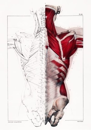 Ml27 poster corpo umano - corpo,