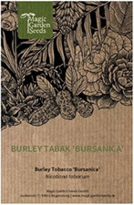 Tabacco burley bursanica - burley, 'bursanica'