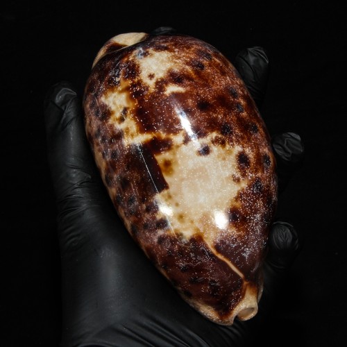 Conchiglia 136 cypraea - #136,
