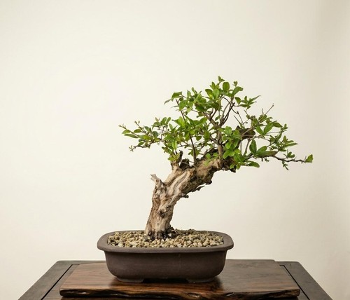 Bonsai melograno 1 - di,