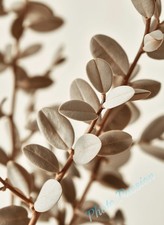 Poster A4 Art Scandinavo Beige