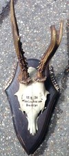 SMALL DEER HORN 1936
