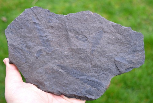 Fossile pecopteris - pecopteris, sp