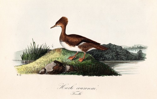 Harle corona anatre - anatre, uccelli
