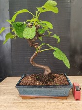 bonsai di fico  h 43 cm visita
