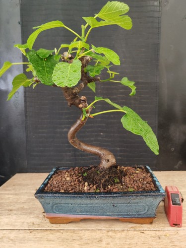 Bonsai fico 43 cm - fico,