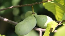 Pawpaw asimina triloba - asimina, (vaso