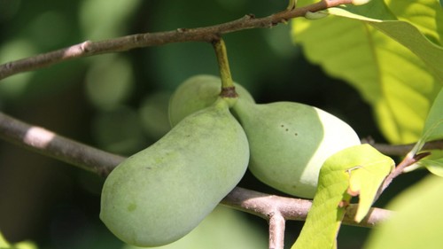 Pawpaw asimina triloba vaso - -,