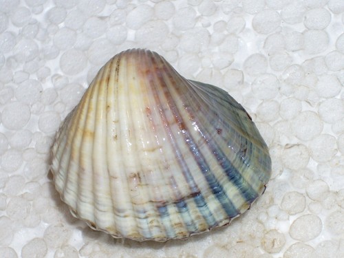 Cerastoderma glaucum monster - cerastoderma,