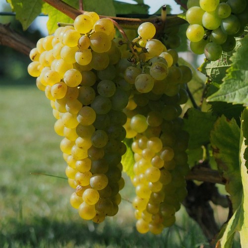 Grapevine solaris una - grapevine, 1l