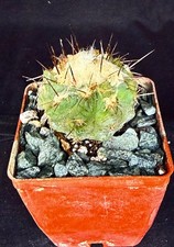 Copiapoa esmeraldana, cactus