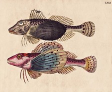 Pesce Pesci Seehahn Volante