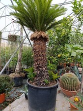 Cycas Cicas Revoluta Palma