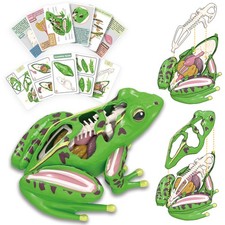 4D Vision Frog Anatomy Model