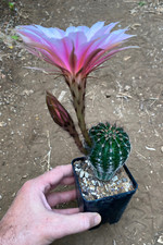 ECHINOPSIS HYBRID (24) -