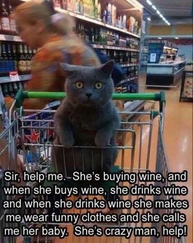 Divertente cat meme compra - divertente, "compra