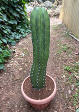 POLASKIA CHICHIPE - CACTUS - PIANTA DA GIARDINO - H 49 CM