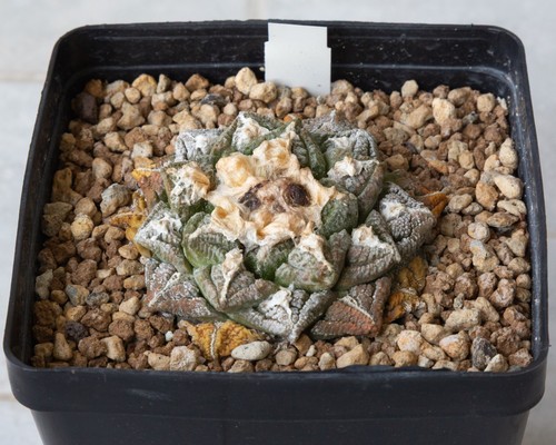 Ariocarpus vaso no - 12,