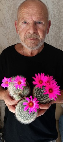 Mammillaria guelzowiana