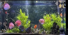 Aquarium 110gallons
