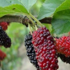 Gelso Rosso – 20 Semi –