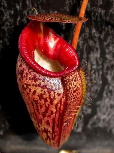 Nepenthes talangensis 5 - talangensis, –