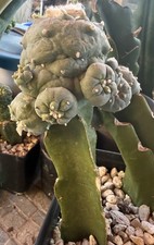 RARE 8.2 Cm Grafted Ariocarpus