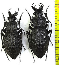 Carabidae, Carabus