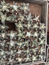 Ariocarpus Retusus 8/8,5cm