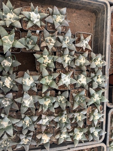Ariocarpus retusus 5cm - ariocarpus, 8/8,5cm