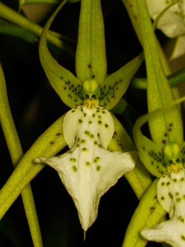 Brassia drago ragno - ragno', nuovo