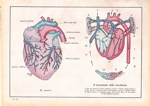 Stampa antica anatomia del - stampa,