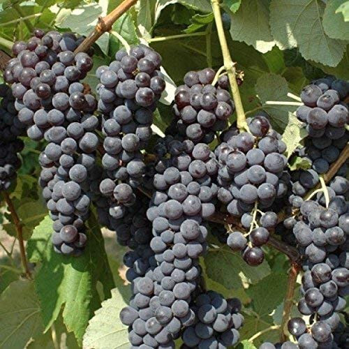 Uva fragola pregiatissima - fragola,