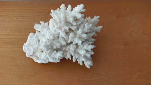 Corallo bianco naturale - bianco,