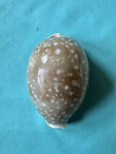 Lumaca di mare XL Cypraea
