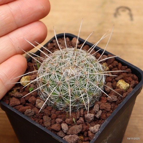 Thelocactus vaso 6 - 6, cm