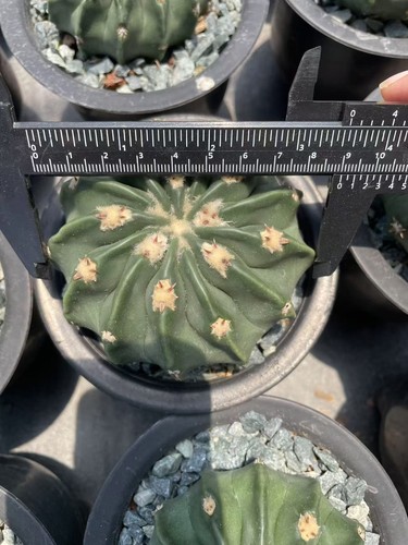 Echinocactus texensis - 8-9, cm