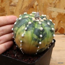 Astrophytum ibrido variegato