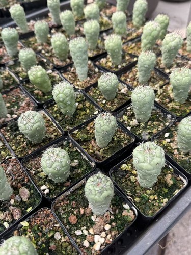 Ortegocactus macdougallii