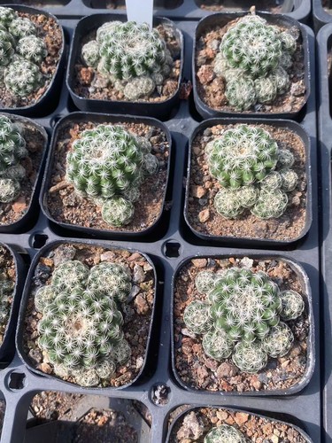 2pcs pianta succulenta - 2pcs,