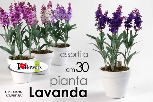 Pianta lavanda piantina - pianta,
