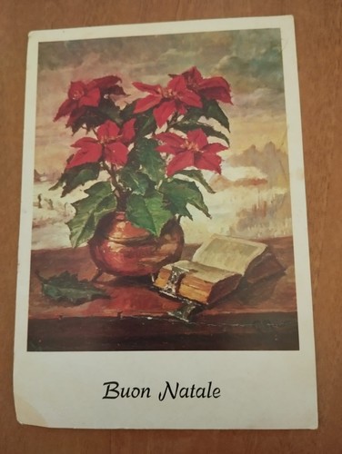 Buona natale fiore - fiore, stella